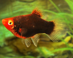 Platy Coral Black M