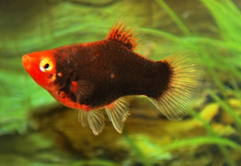 Platy Coral Black M