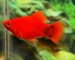 Platy Coral Red Mickey Mouse M