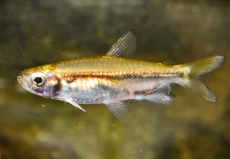 Phenacogrammus Cf. Taeniatus S