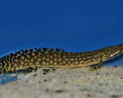 Polypterus Ornatipinnis L