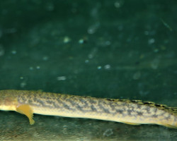 Polypterus Palmas L