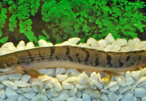 Polypterus Weeksii Xl