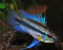 Apisto. Trifasciata S/M