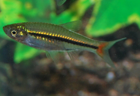 Rasbora Borapetensis M