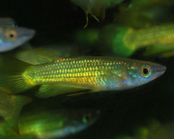 Aplocheilus Lineatus Gold L