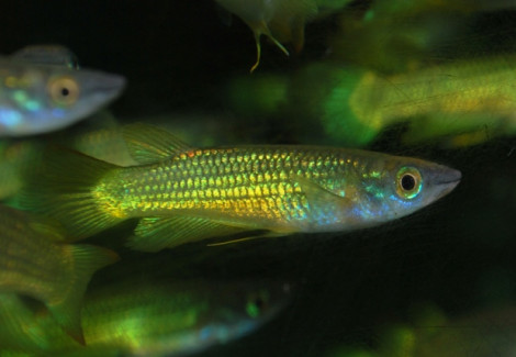 Aplocheilus Lineatus Gold L