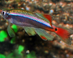 Tanichthys Albonubes Longfin M/L