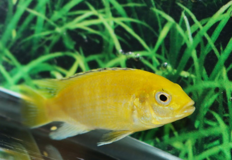 Labidochromis Caeruleus S/M