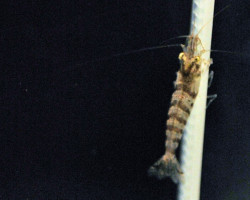 Caridina Babauti Stripes M