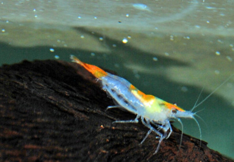 Caridina Rili Orange Tail M