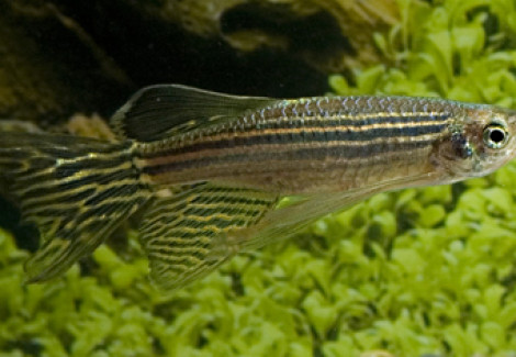 Brachydanio Rerio Longfin M