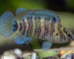 Badis Badis 3-4 Cm