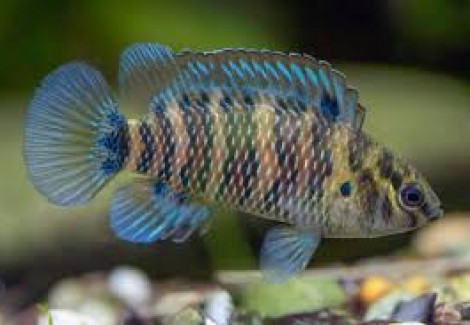 Badis Badis 3-4 Cm