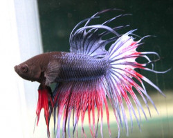 Betta  Maschio Crown Tail Cambodian L-Xl