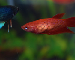 Betta Femmine Mix L