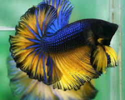 Betta Maschio Half Moon Mustard Gas L-Xl