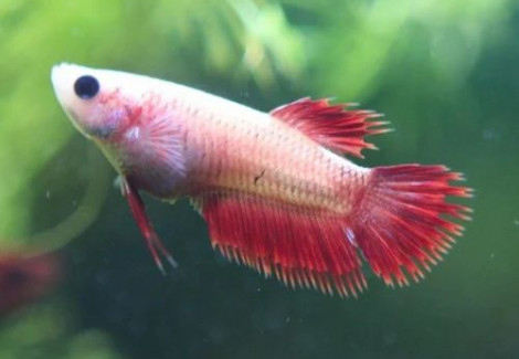 Betta Splendens Crowntail Femmina Assortite Ml