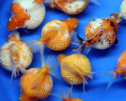 Carassius Auratus Ping Pong 3-4 Cm