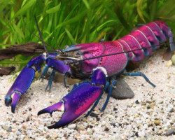 Cherax Pekny Tricolor (Viola) M