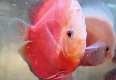 Discus  Red Valentine 8-9 Cm