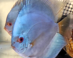 Discus Blue Diamond 6-7 Cm