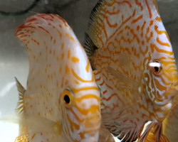 Discus Yellow Checkerboard 8-9 Cm