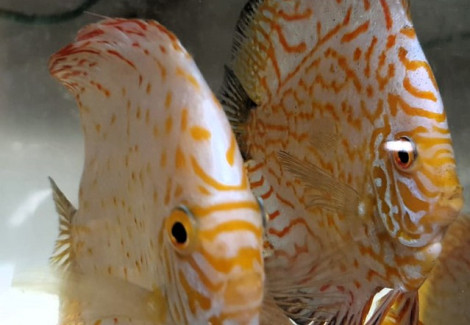 Discus Yellow Checkerboard 8-9 Cm