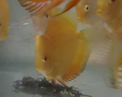 Discus Yellow Solid 8-9 Cm