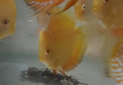 Discus Yellow Solid 8-9 Cm