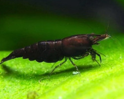 Neocaridina Davidi Black Choco 1-2 Cm