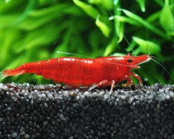 Neocaridina Davidi Bloody Mary 1-2 Cm