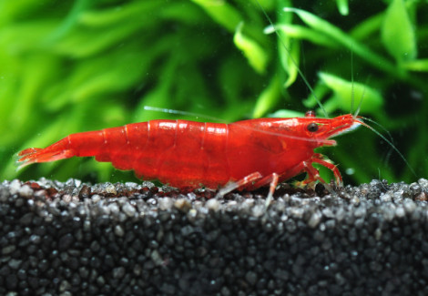 Neocaridina Davidi Bloody Mary 1-2 Cm