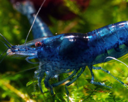 Neocaridina Davidi Blu Diamond 1-2 Cm