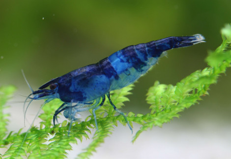 Neocaridina Davidi Blu Rili 1-2 Cm