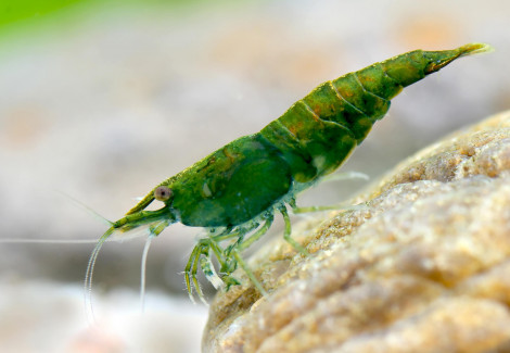 Neocaridina Davidi Green Jade 1-2 Cm