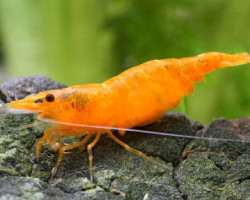 Neocaridina Davidi Orange Fire 1-2 Cm