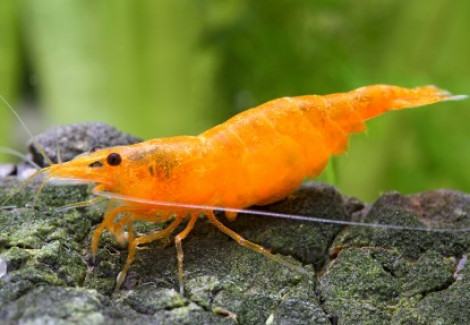 Neocaridina Davidi Orange Fire 1-2 Cm