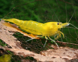 Neocaridina Davidi Yellow Cherry 1-2 Cm