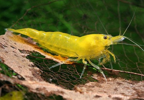 Neocaridina Davidi Yellow Cherry 1-2 Cm