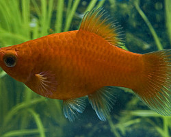 Platy Red L