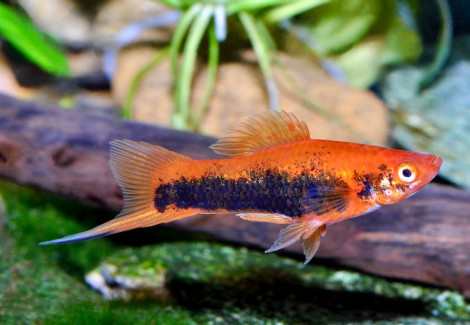 Xiphophorus Helleri Tuxedo L