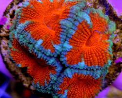 Acanthastrea Lordhowensis (Red) (Premium) (Frag) M