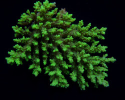 Acropora Aculeus Ml