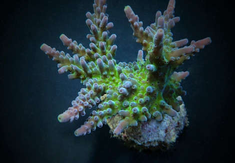 Acropora Austera M