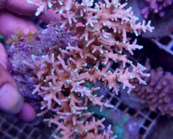 Acropora Carduus (A Grade) Ml