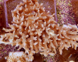 Acropora Caroliniana (B Grade) M