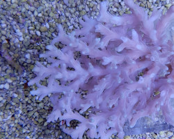 Acropora Caroliniana Ml