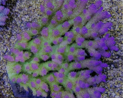 Acropora Coral Sea (Grade A) Xs