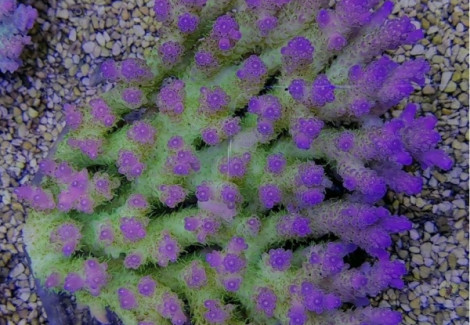 Acropora Coral Sea (Grade A) Xxl